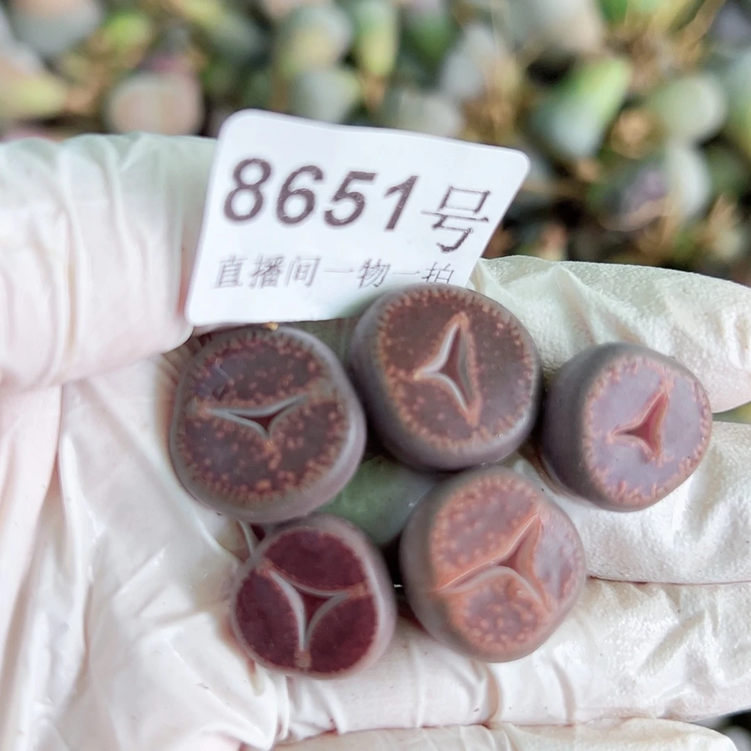 8651 好养易活生石花大母本5个1.5cm左右