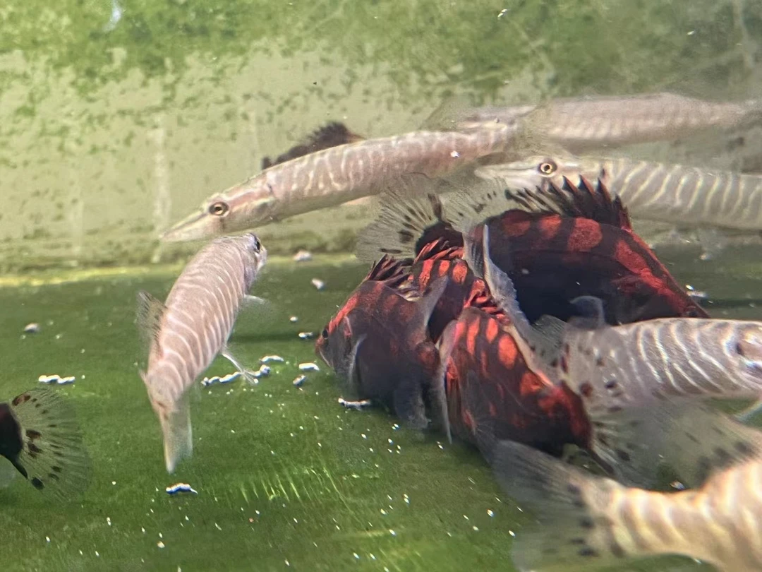 红纹鳜鳜鱼苗翘嘴鳜池小鱼小虾无需加温