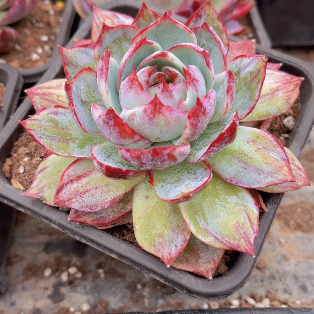 惊鸿12.5公分9999999999999