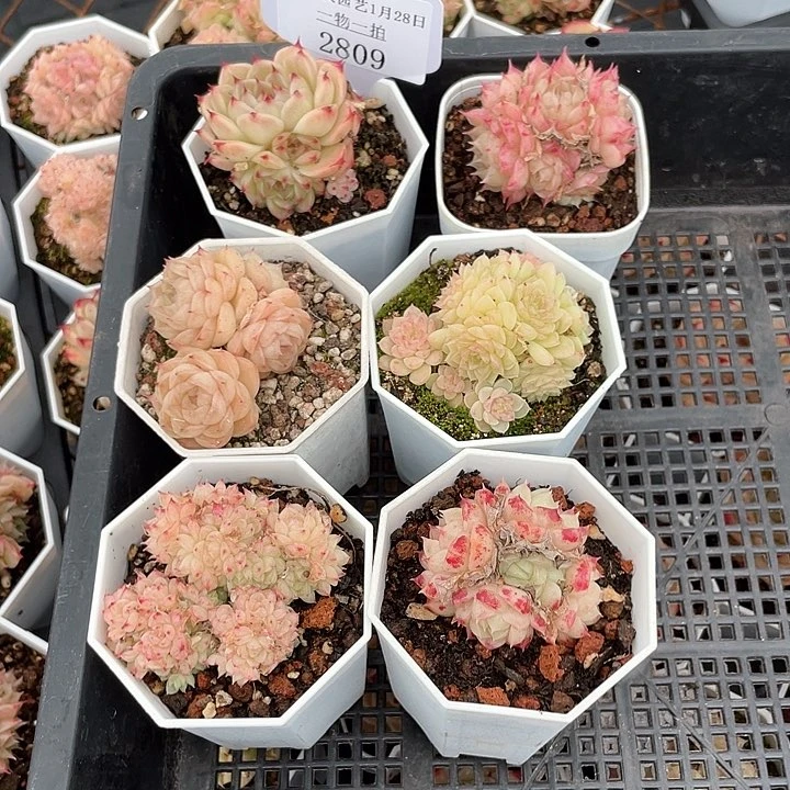 薇薇安园艺多肉2809