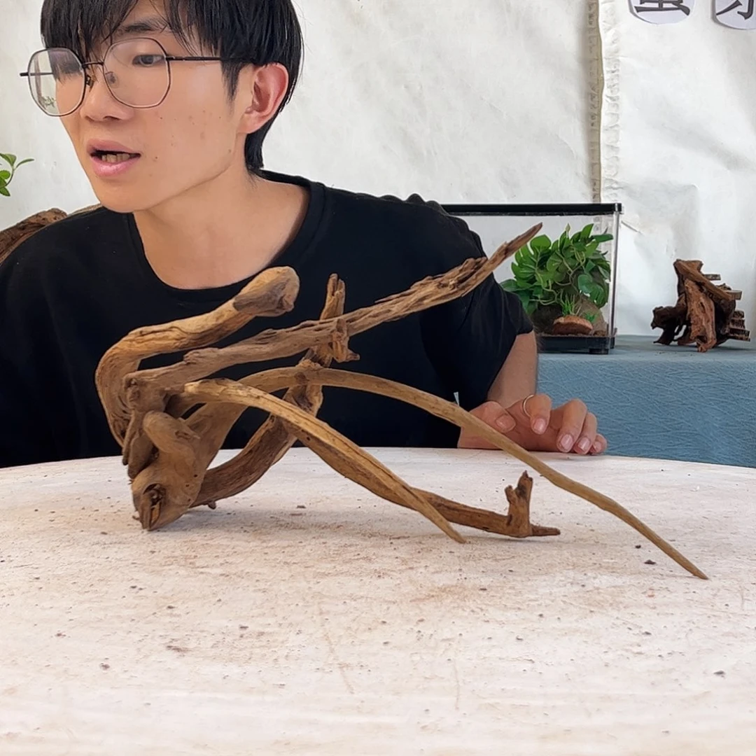 沉木造景寄居蟹造景