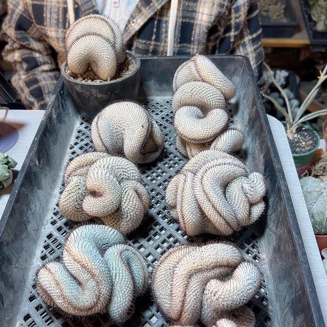 直刺佩蕾缀化无根8公分