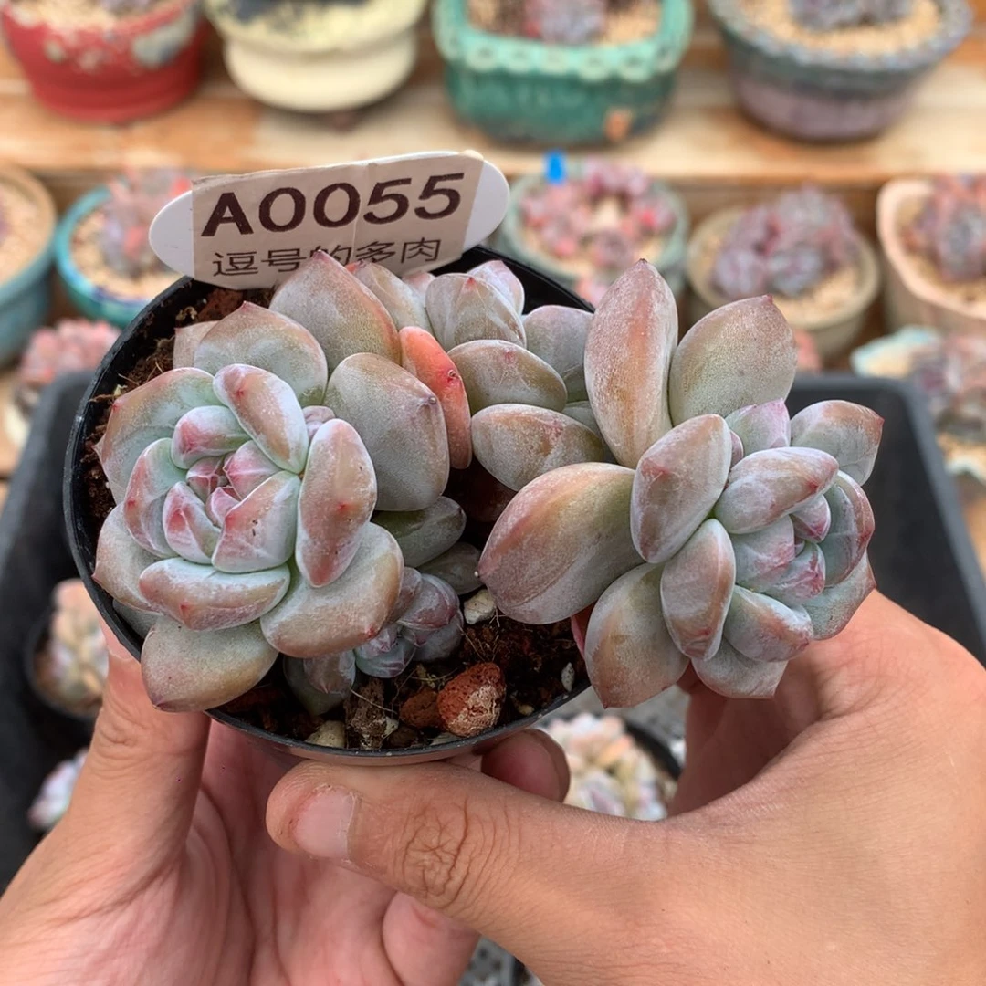 A0055 特价突尼斯 有砍 9.5cm