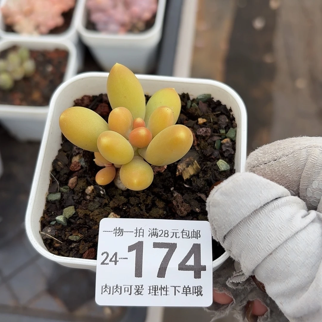 金蝉无盆土发货无