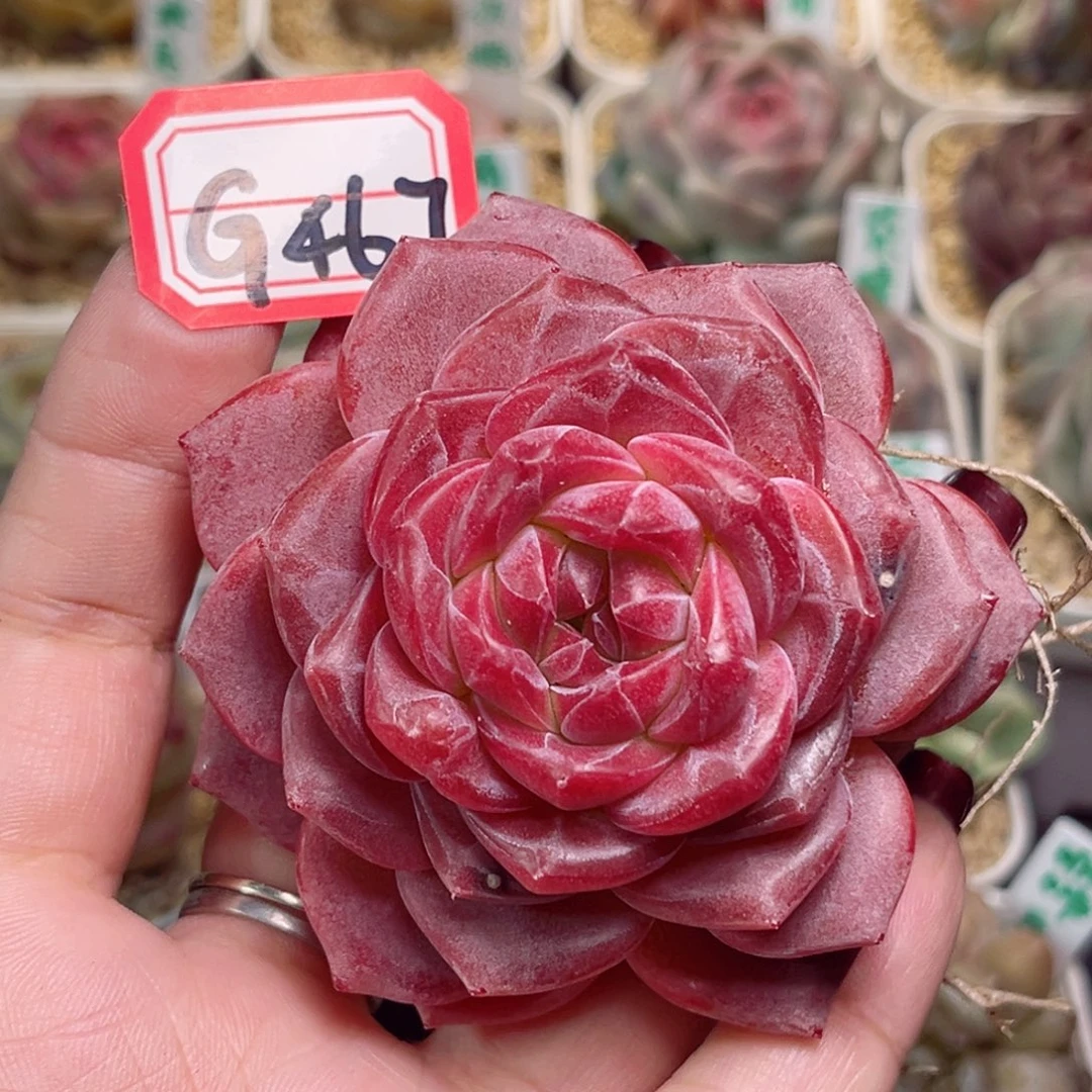 G467一物一拍 母本琥珀