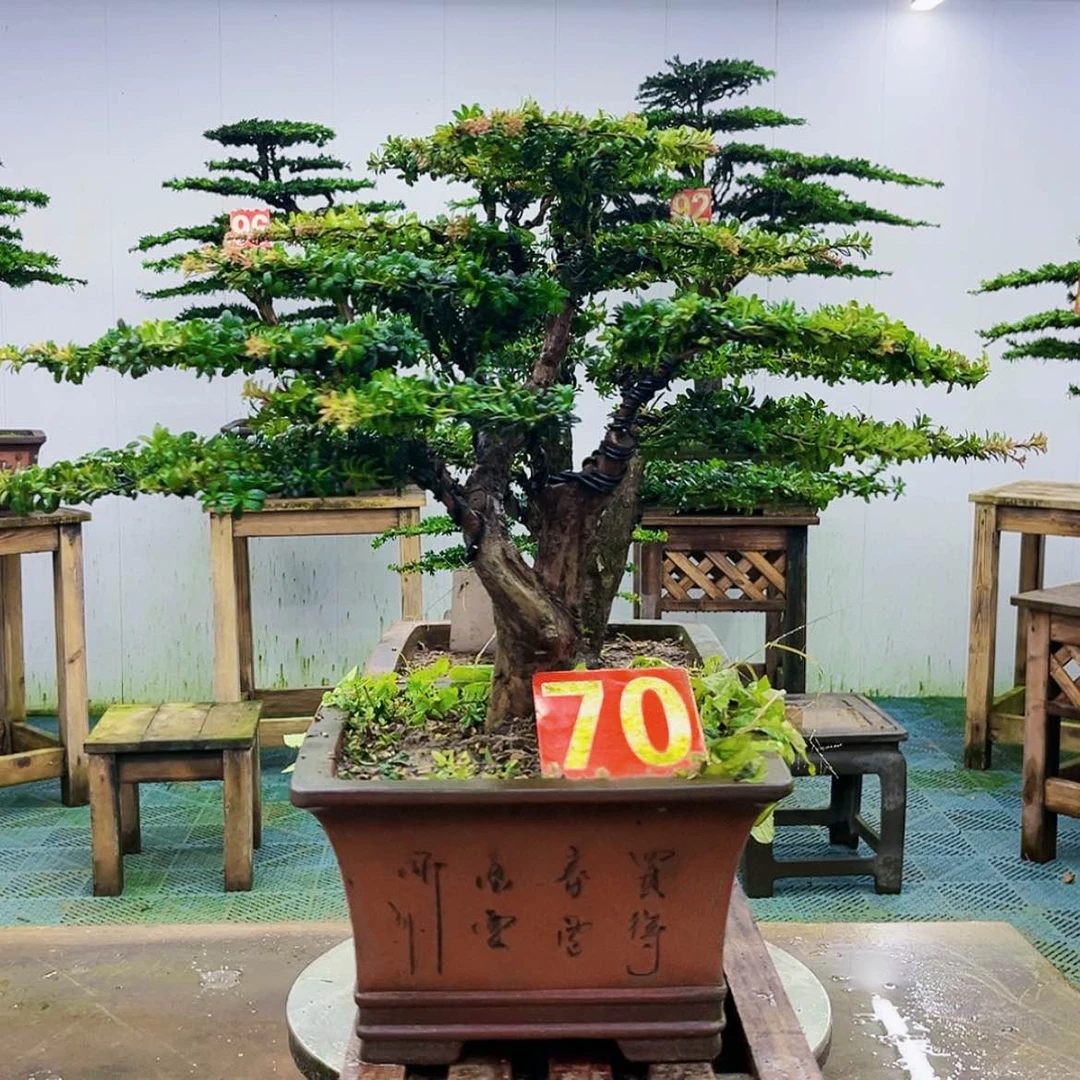 【闪购商品】无花朵