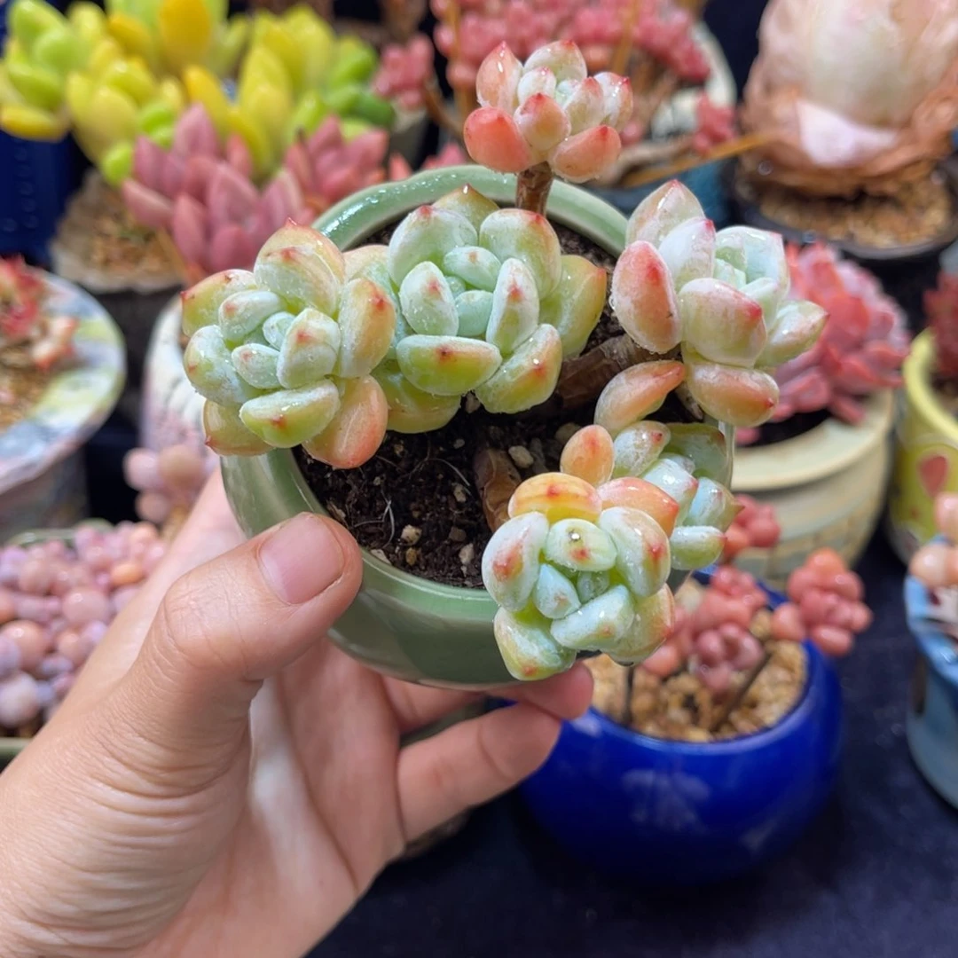 冷香 九公分 带盆