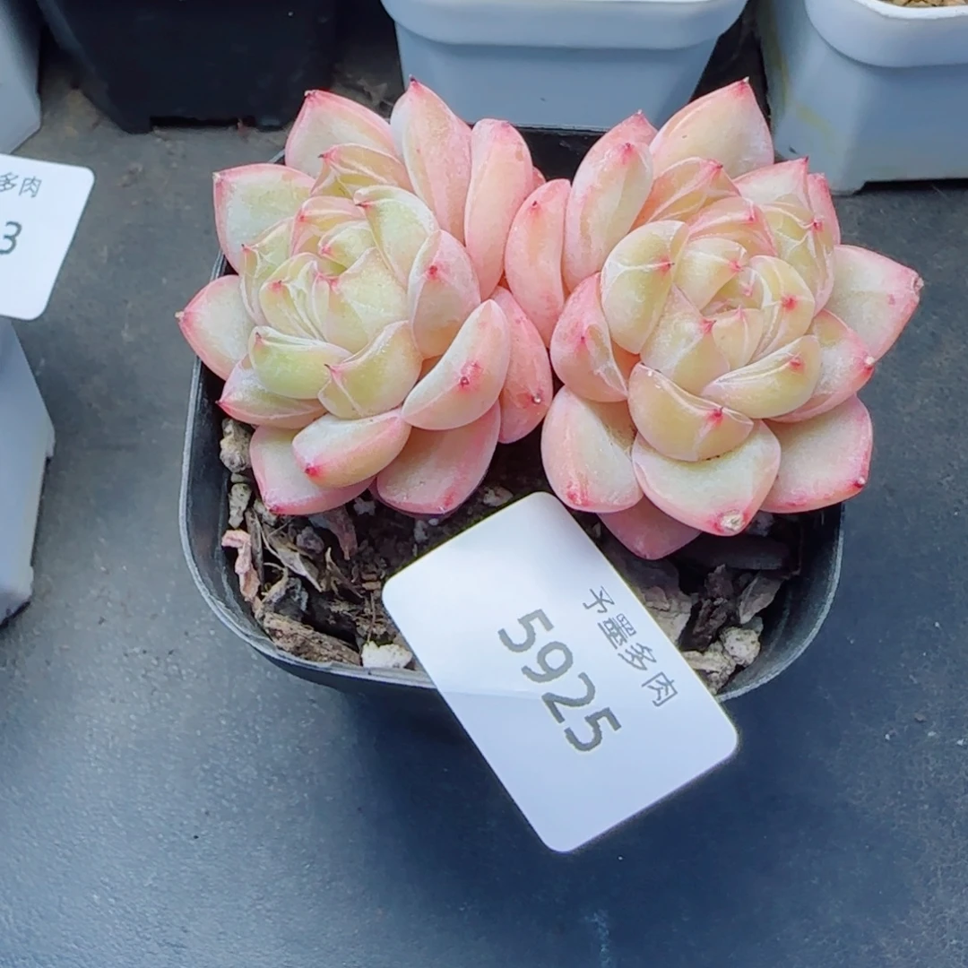 海洋之心，5925多肉