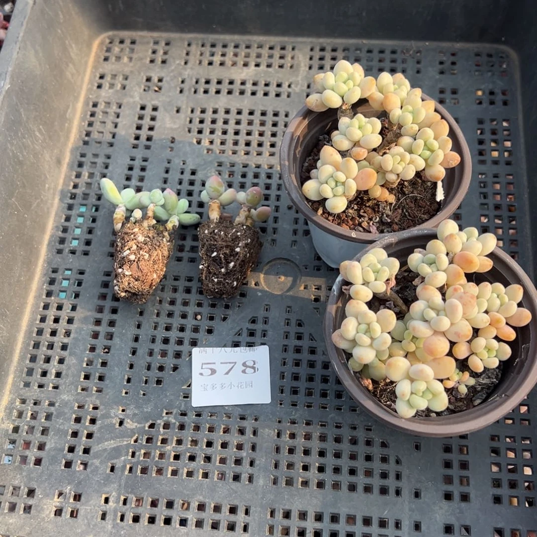 悦***悦578号框量拍多肉满18元包邮下午发货