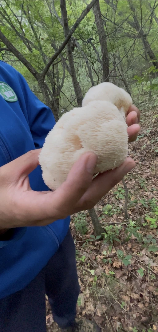 吉林长白山高山猴头菇营养丰富适合煲汤炖菜