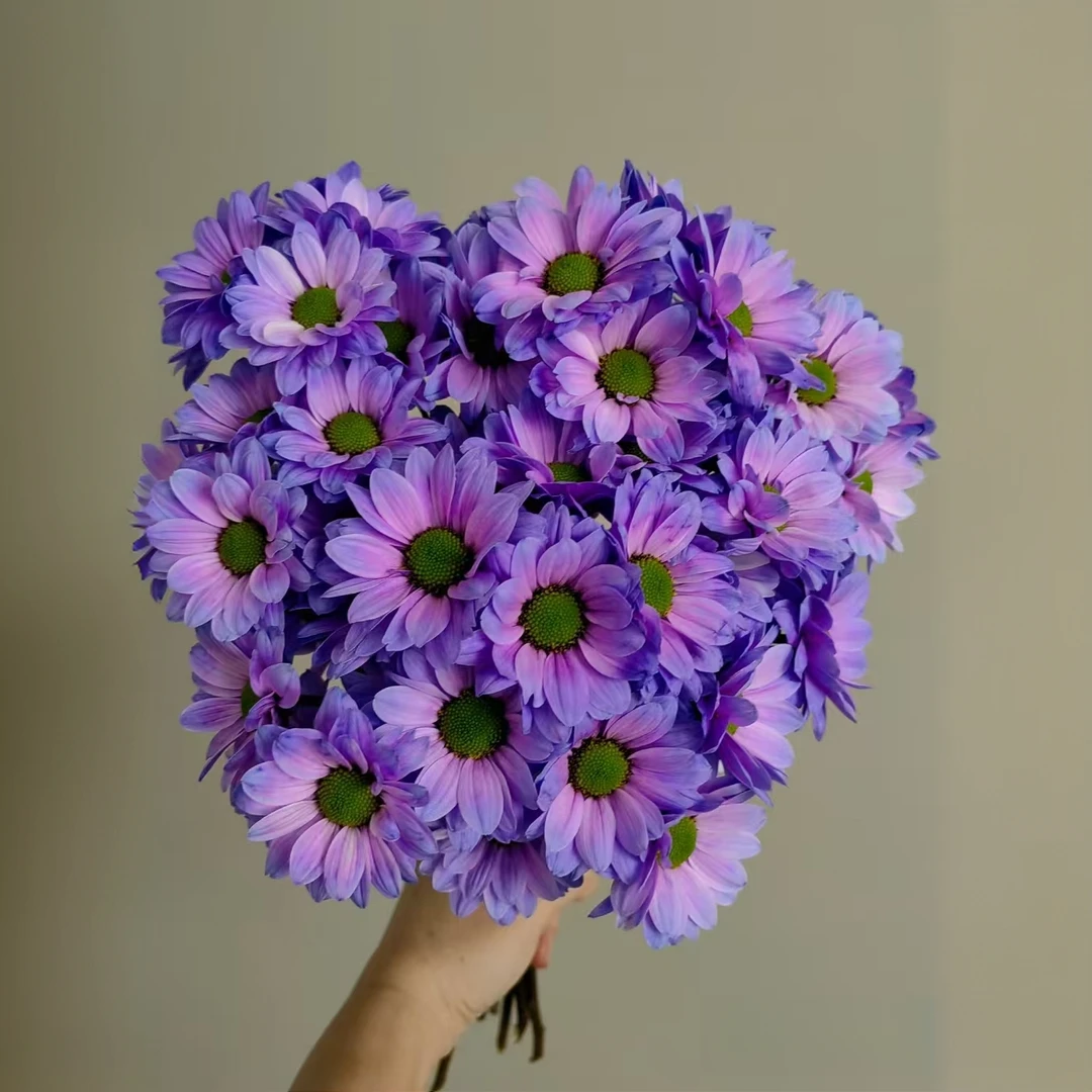 【秦小胖】花努力吸色小菊-主播推荐（吸染上色 介意勿拍）