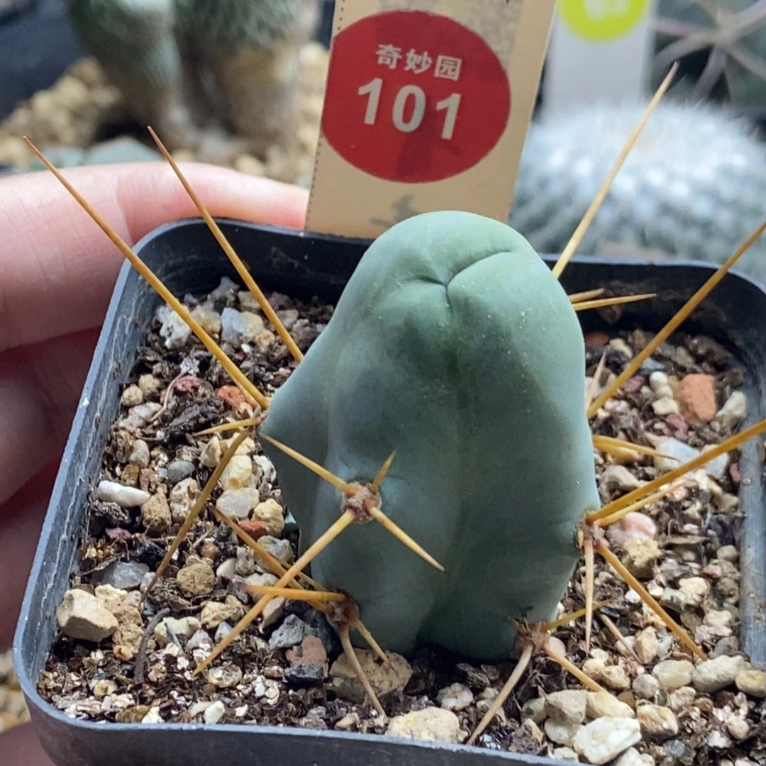 程程柱一颗仙人球