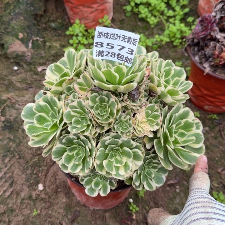 8573二号棚迈巴赫B