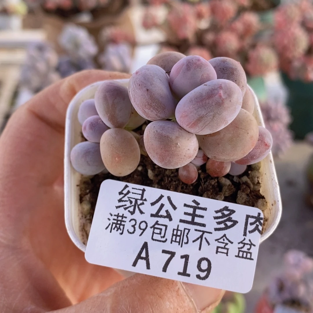 糖豆奶5cm719多肉植物