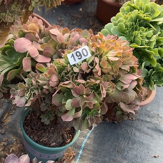 大***$多肉植物一个玫瑰190