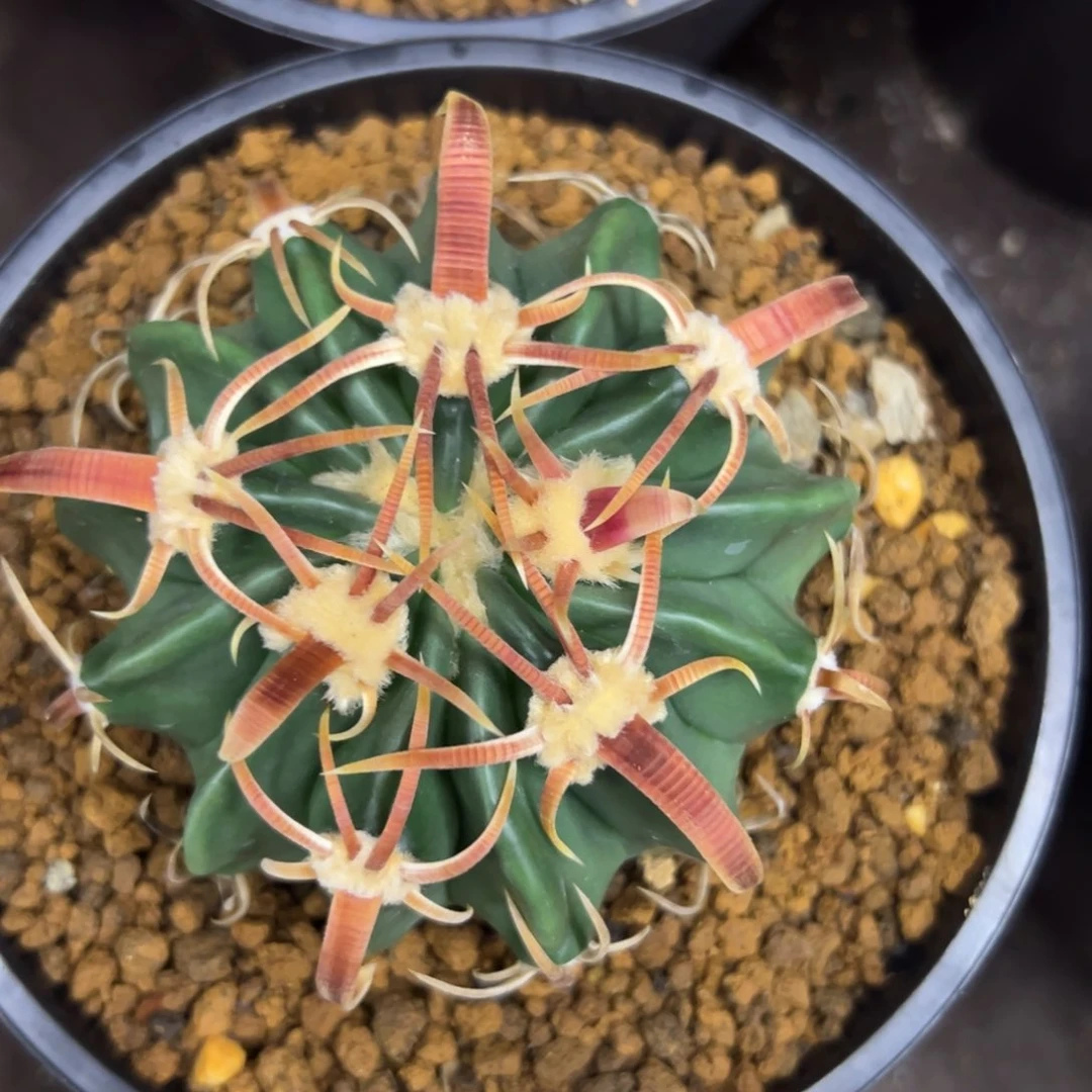 大***虎无花朵仙人球一物一拍