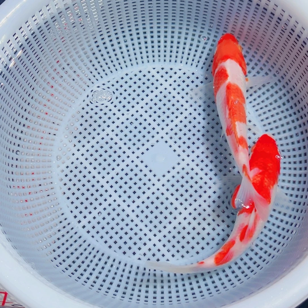 锦鲤锦鲤观赏鱼1111