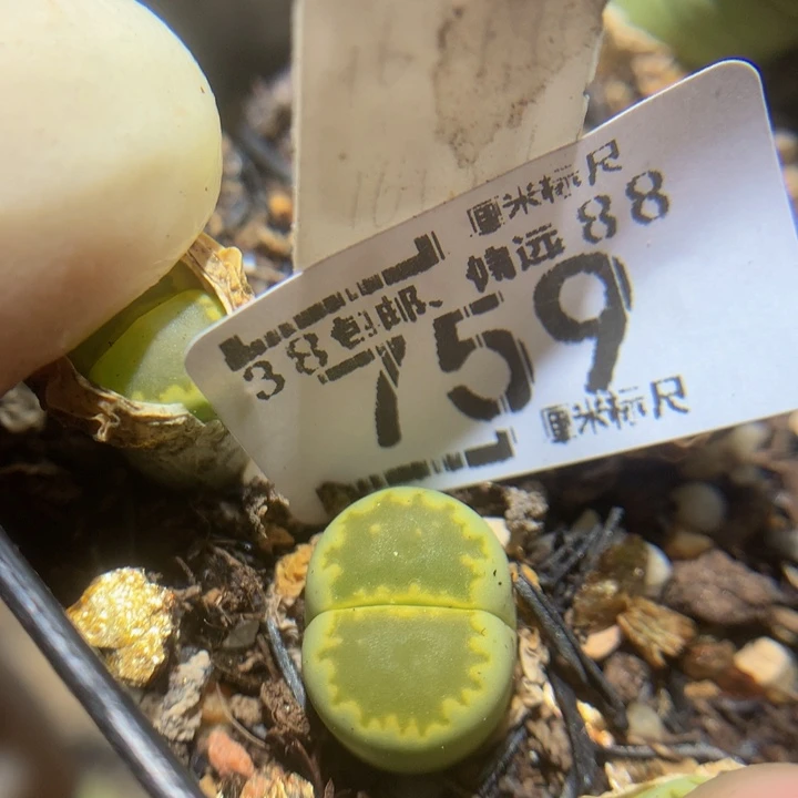 zzzz zzz好喜欢759