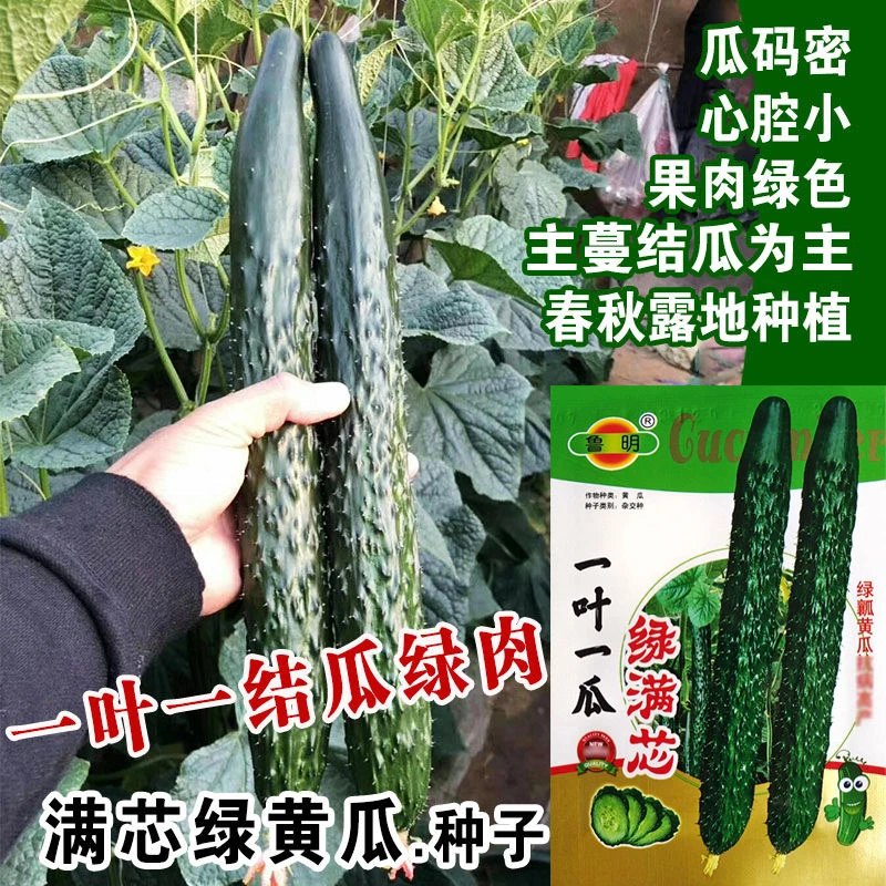 【满5包包邮】黄瓜种子一叶一瓜绿满芯刺黄瓜种籽子高产抗病四季蔬