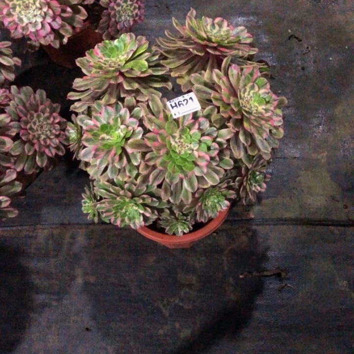 夏*?粉黛多肉6210000000000