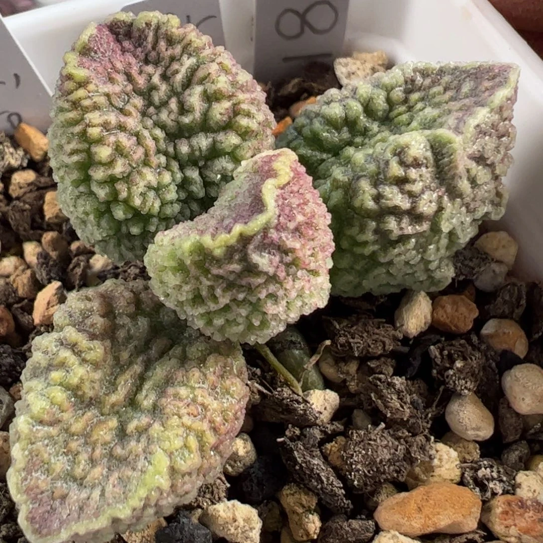 实生新品多肉植物水泡