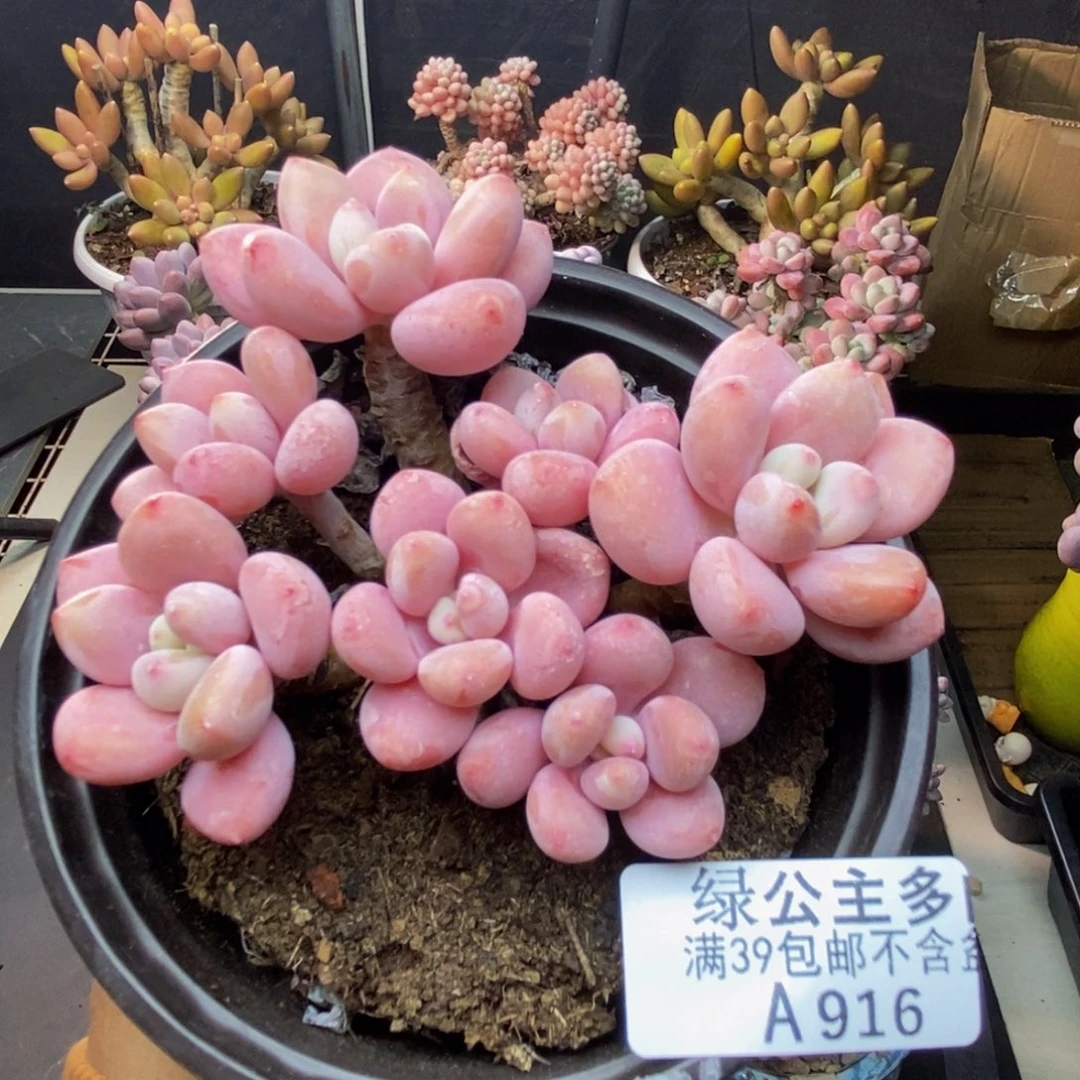 916樱花洛神多肉8c m