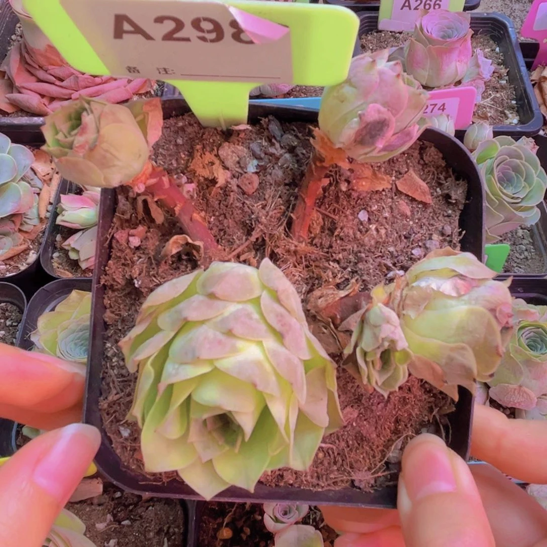 298山地玫瑰绿色