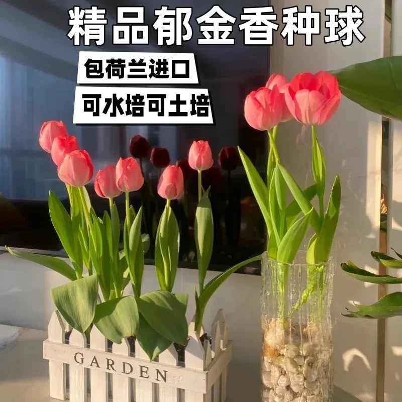 耐寒易活郁金香种球水培土培适用于室内外阳台种植