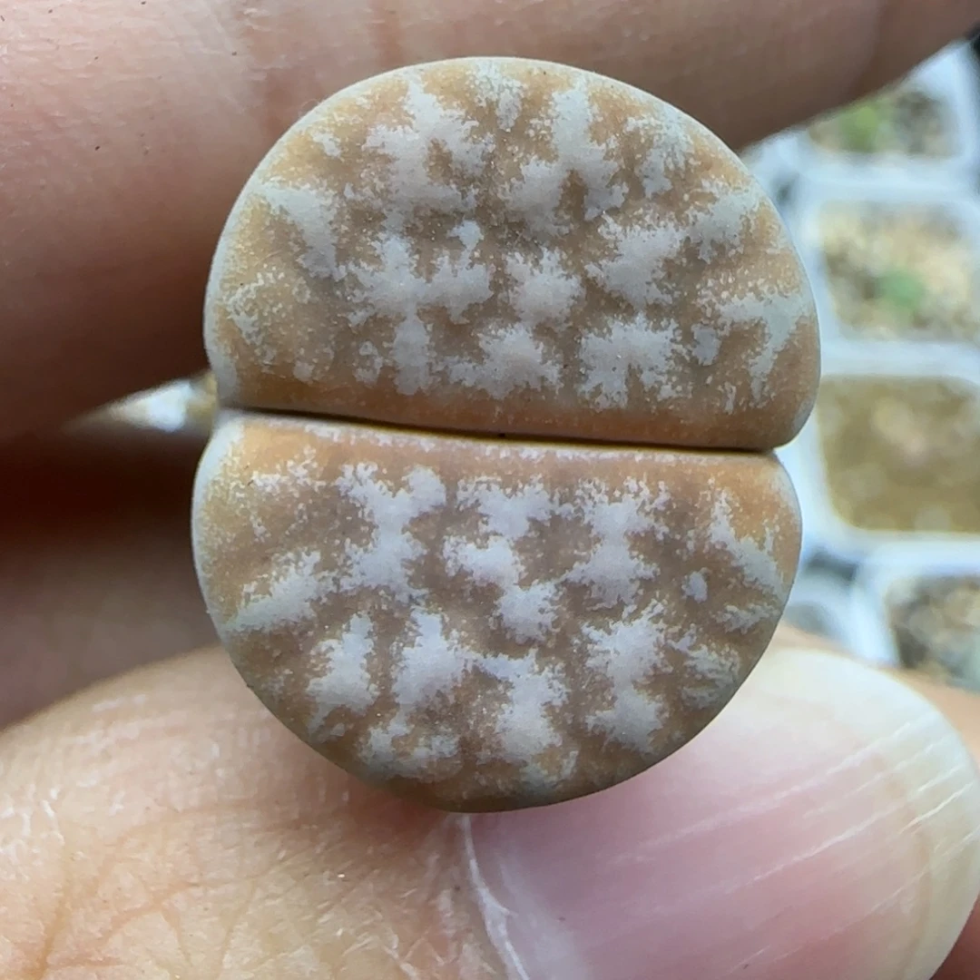 207拿铁清框福利30包邮