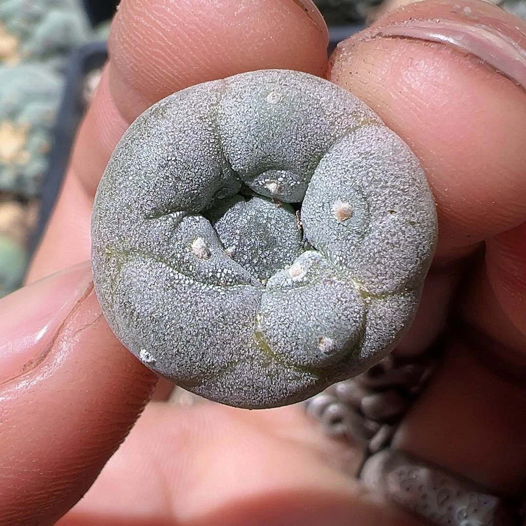 犀*牛实生石化银 仙人球