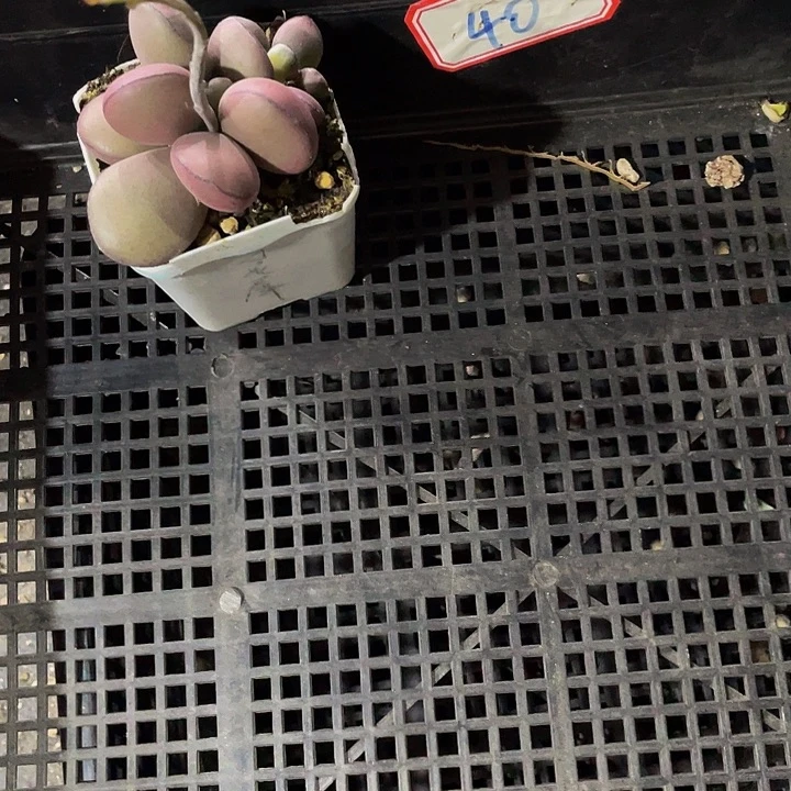 …***40号筐带盆土发货