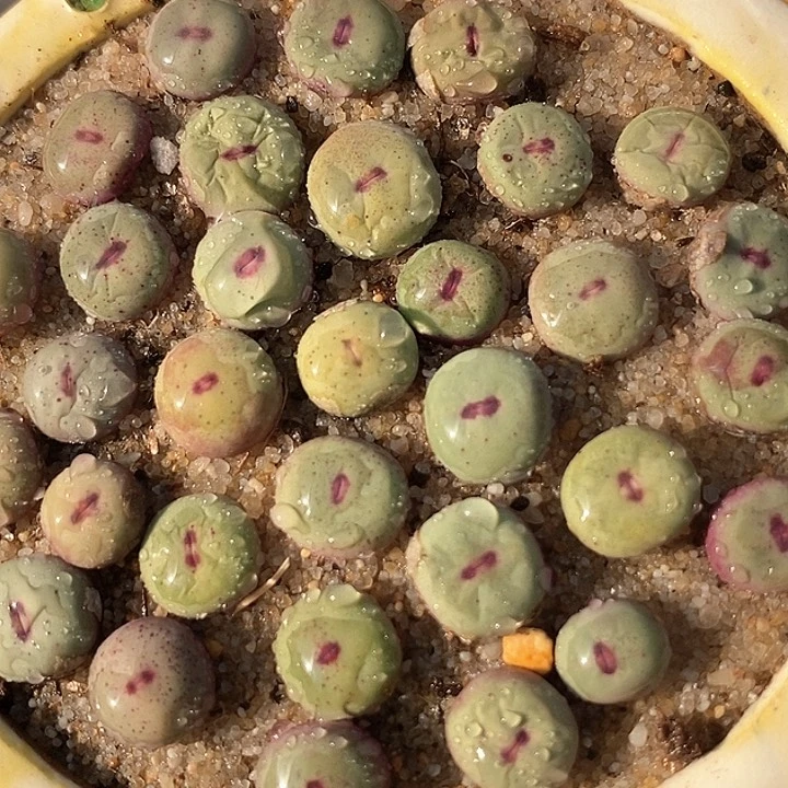 单头1380b一颗        买3送1