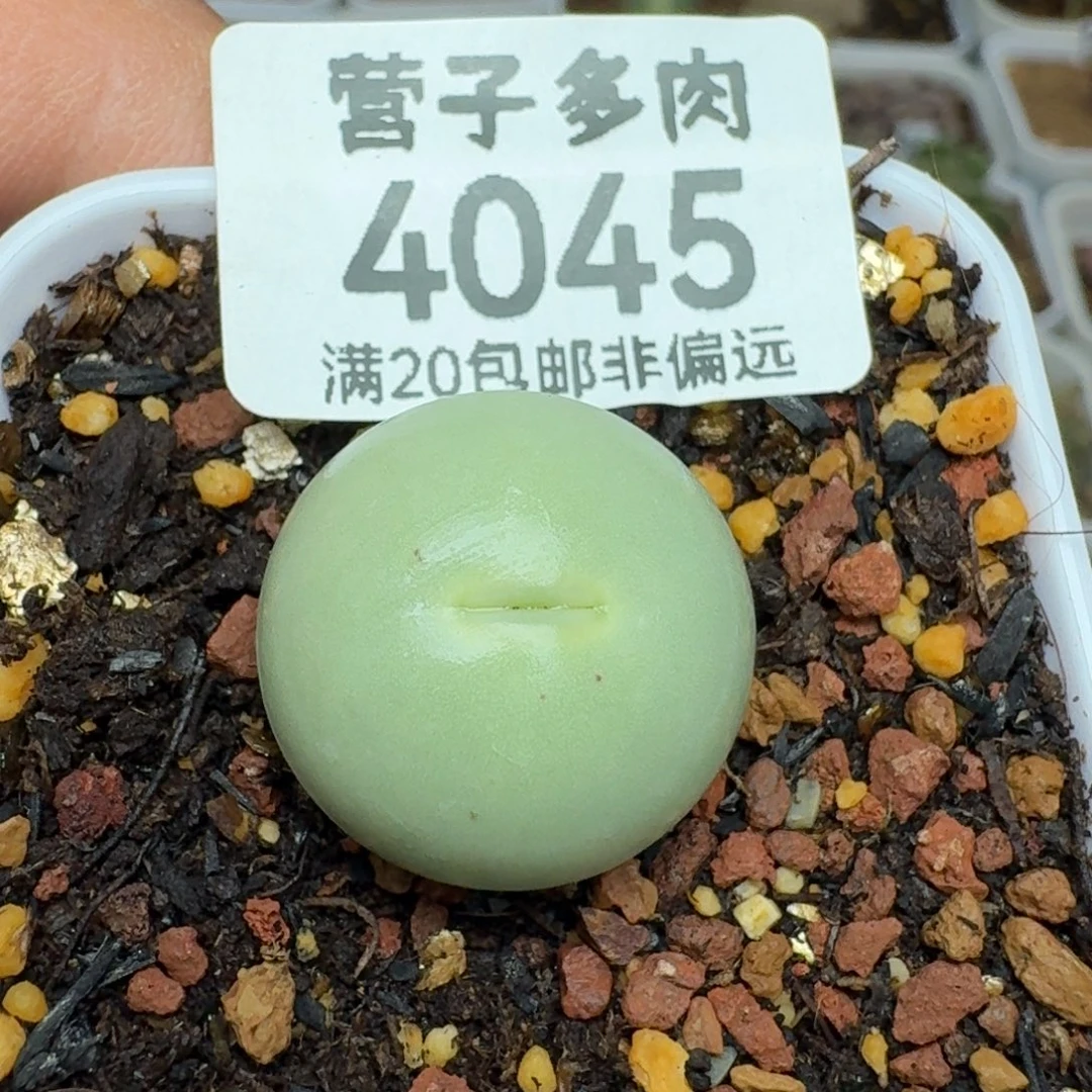 鸽子蛋2.0➕脱土