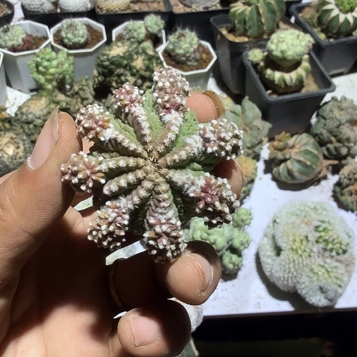 群头华龙仙人球开花
