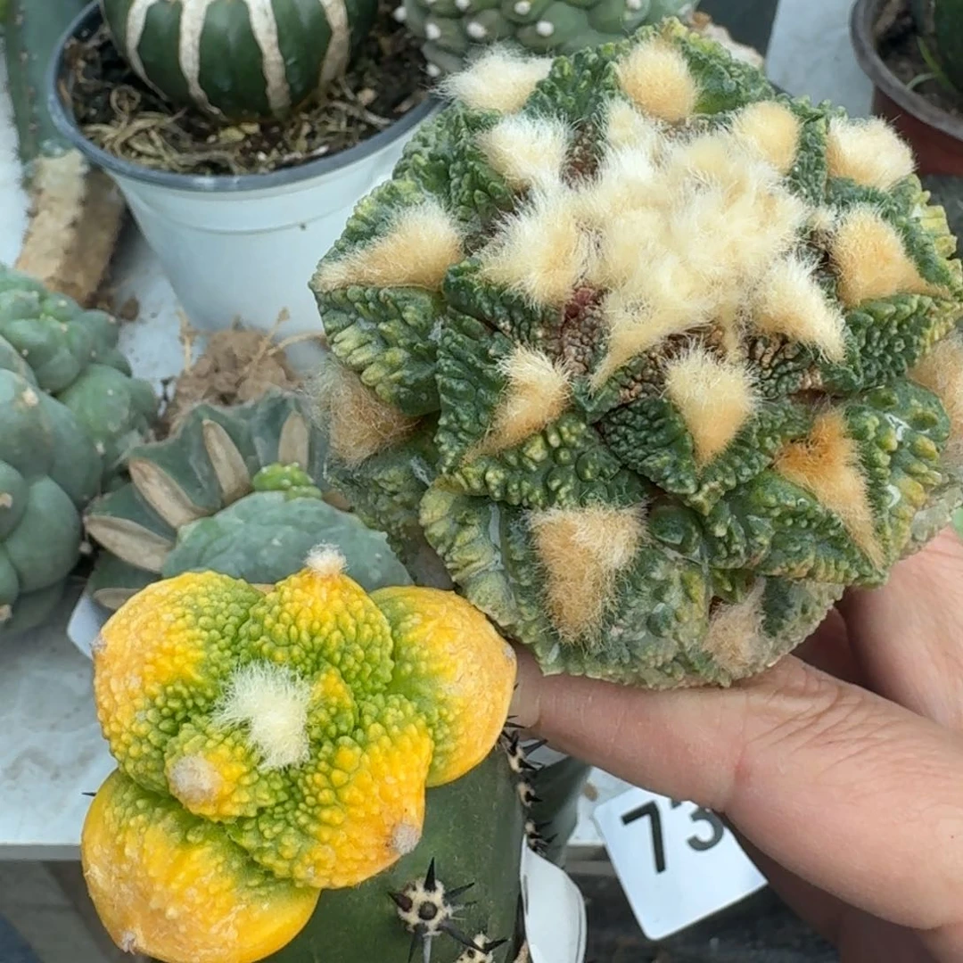 【闪购商品】两颗锦700.571
