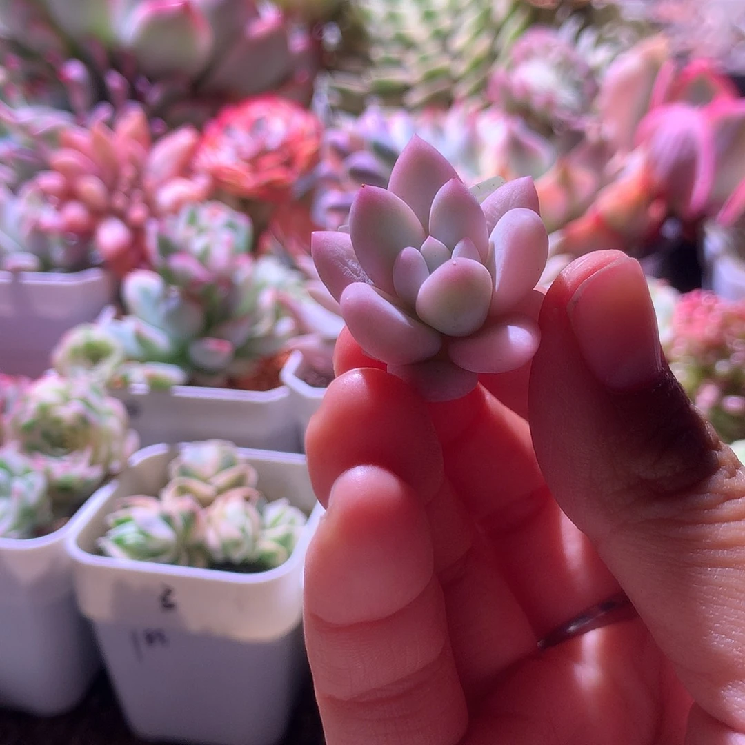 所罗门覆轮锦砍头