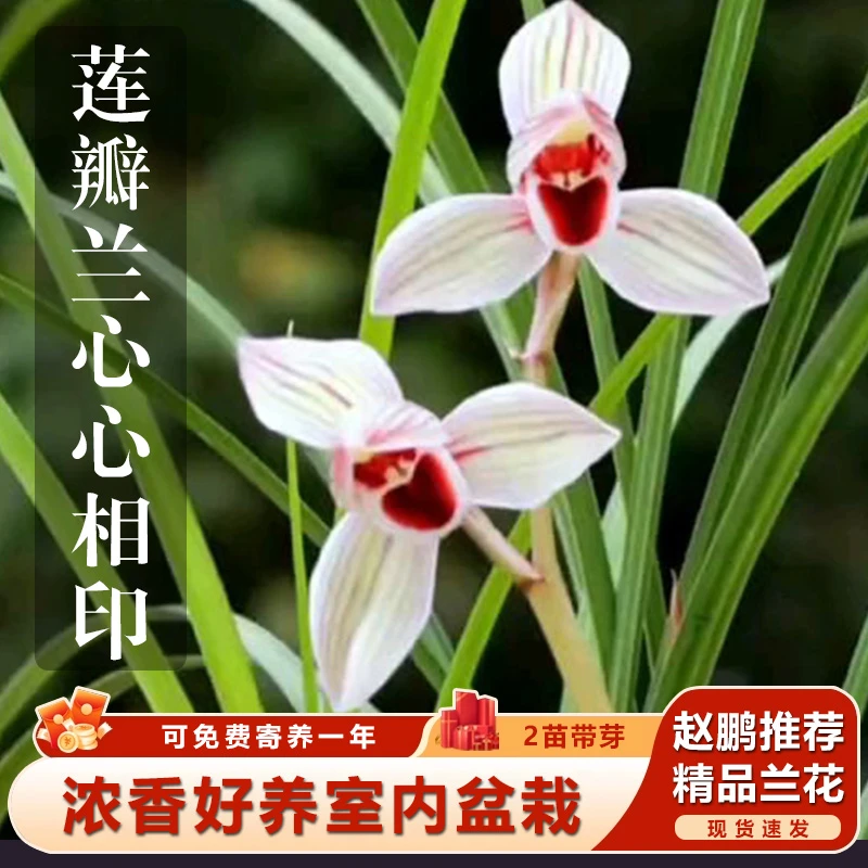 赵鹏推荐--高端莲瓣兰心心相印兰花彩素开花浓香型好养室内盆栽