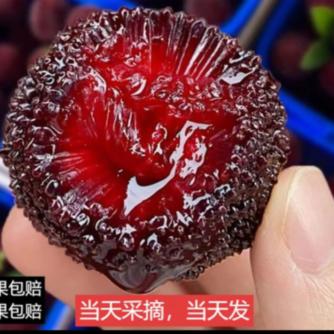 金灶高山老树硬丝杨梅1000g新鲜杨梅广东省