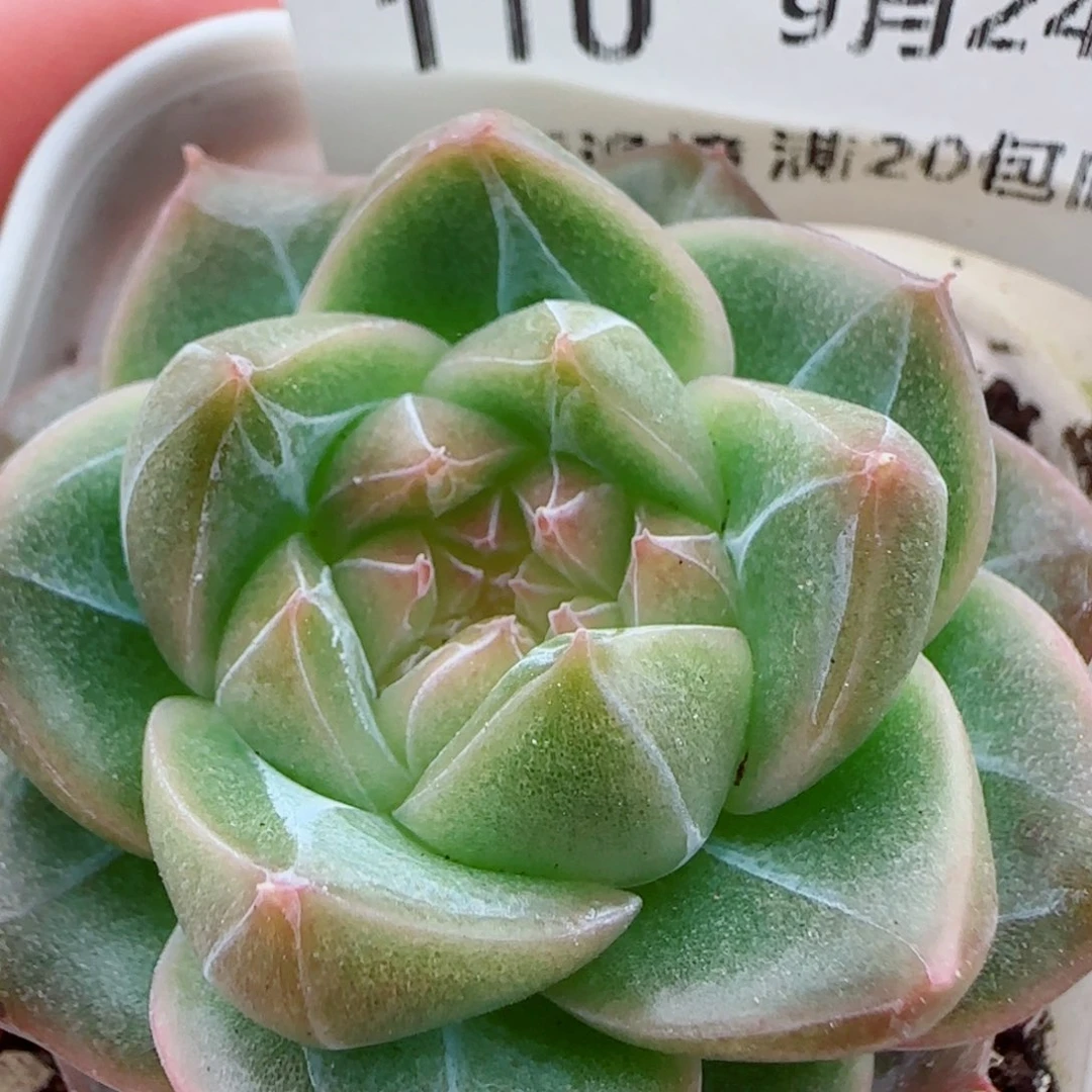 花语逸镜0924-110糖心珍妮
