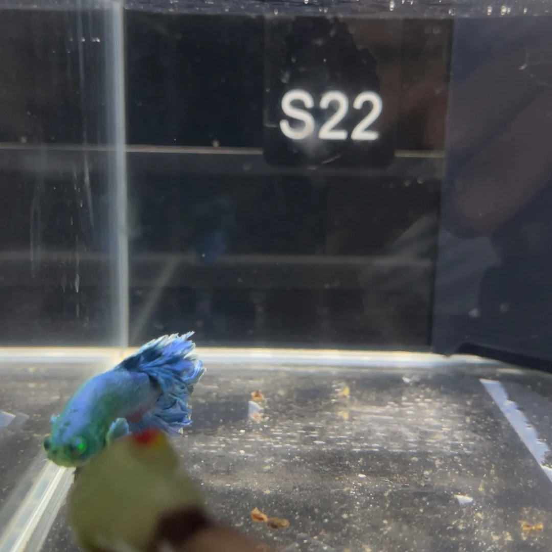 斗鱼浪浪水族竞拍S22