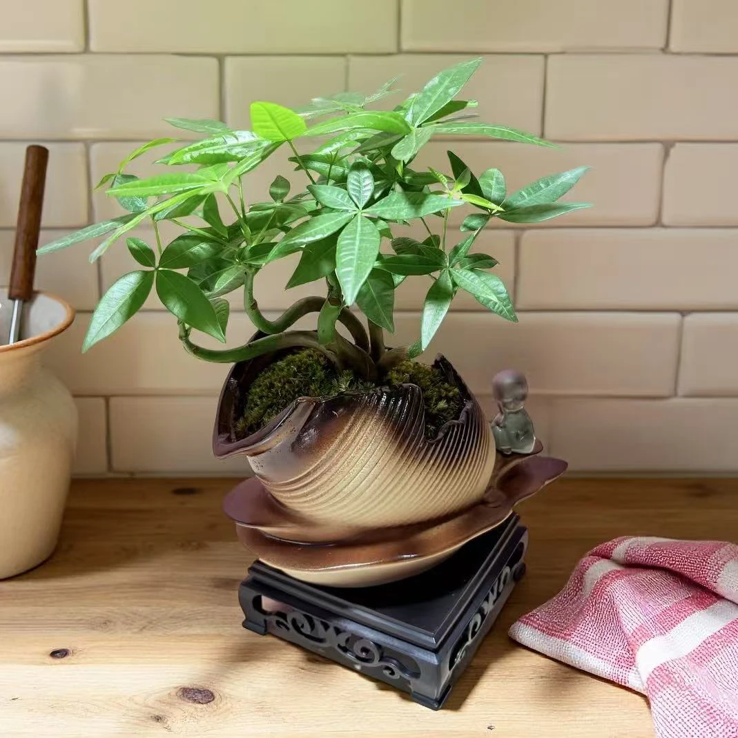 福禄五福发财树盆栽室内桌面植物一帆风顺绿植四季常青好养又招财