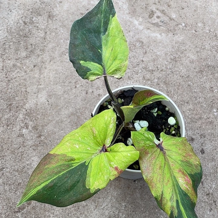 无花朵月神泰彩养定