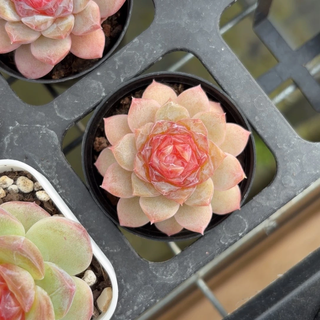 红色糖心一物一拍