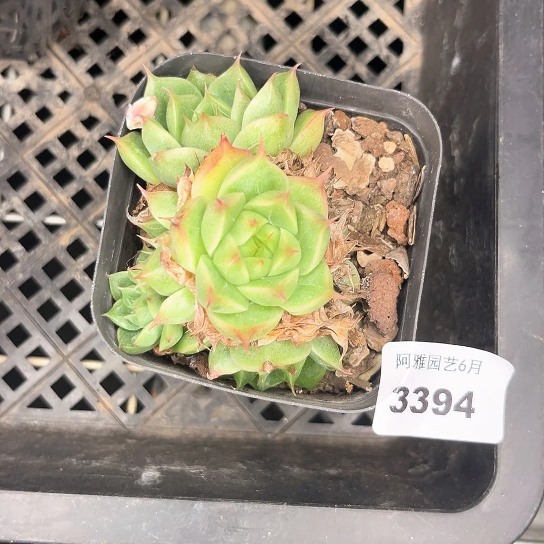 阿雅园艺。   3394麦秆