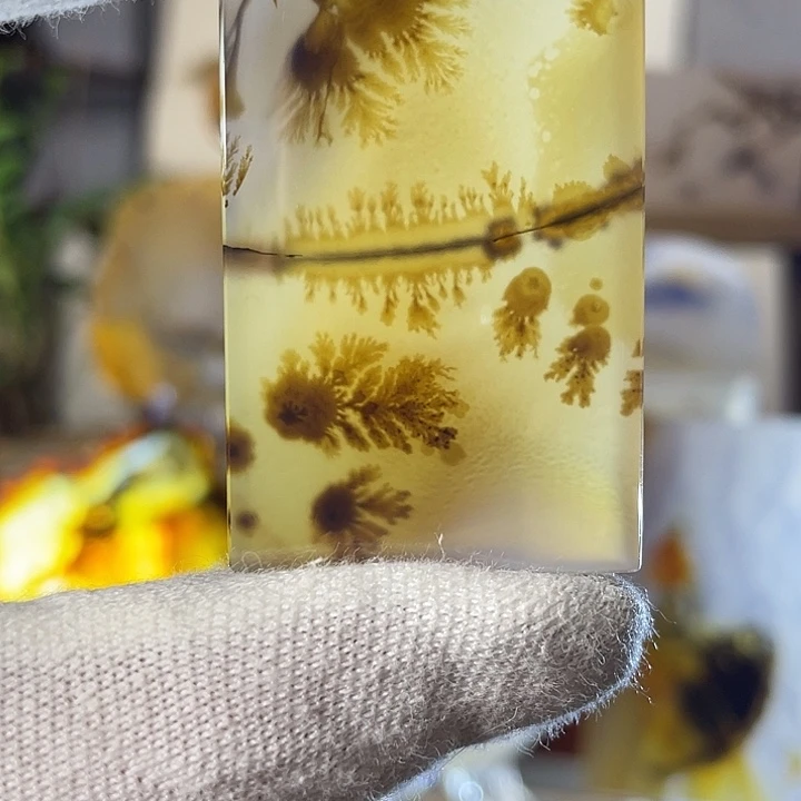 池塘鱼群画面风景