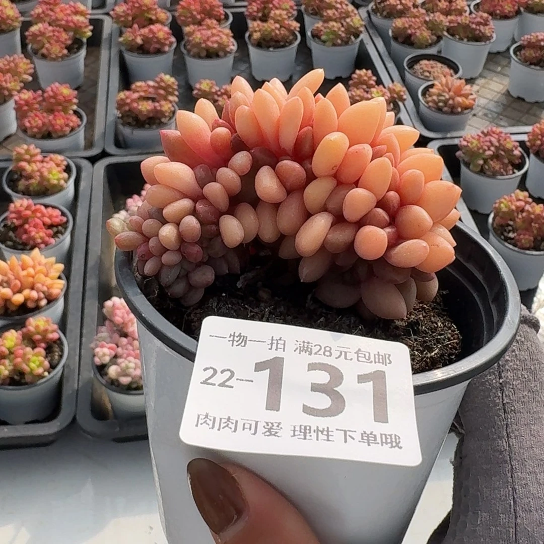 桃花源缀无盆土发货