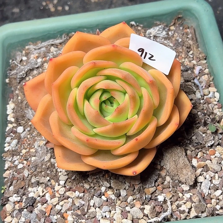 唐*灵912////////////////