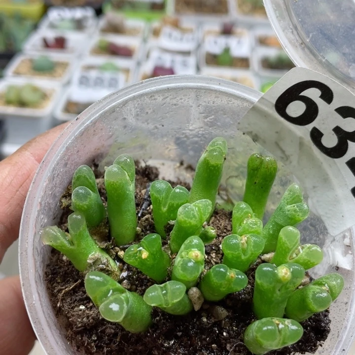 634冰风铃10颗l l