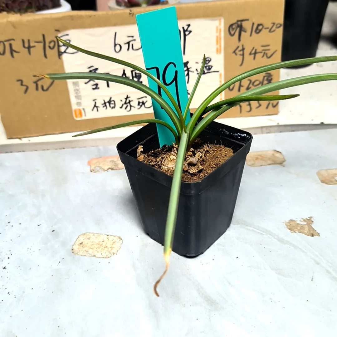 满6元包邮，兰花一盆