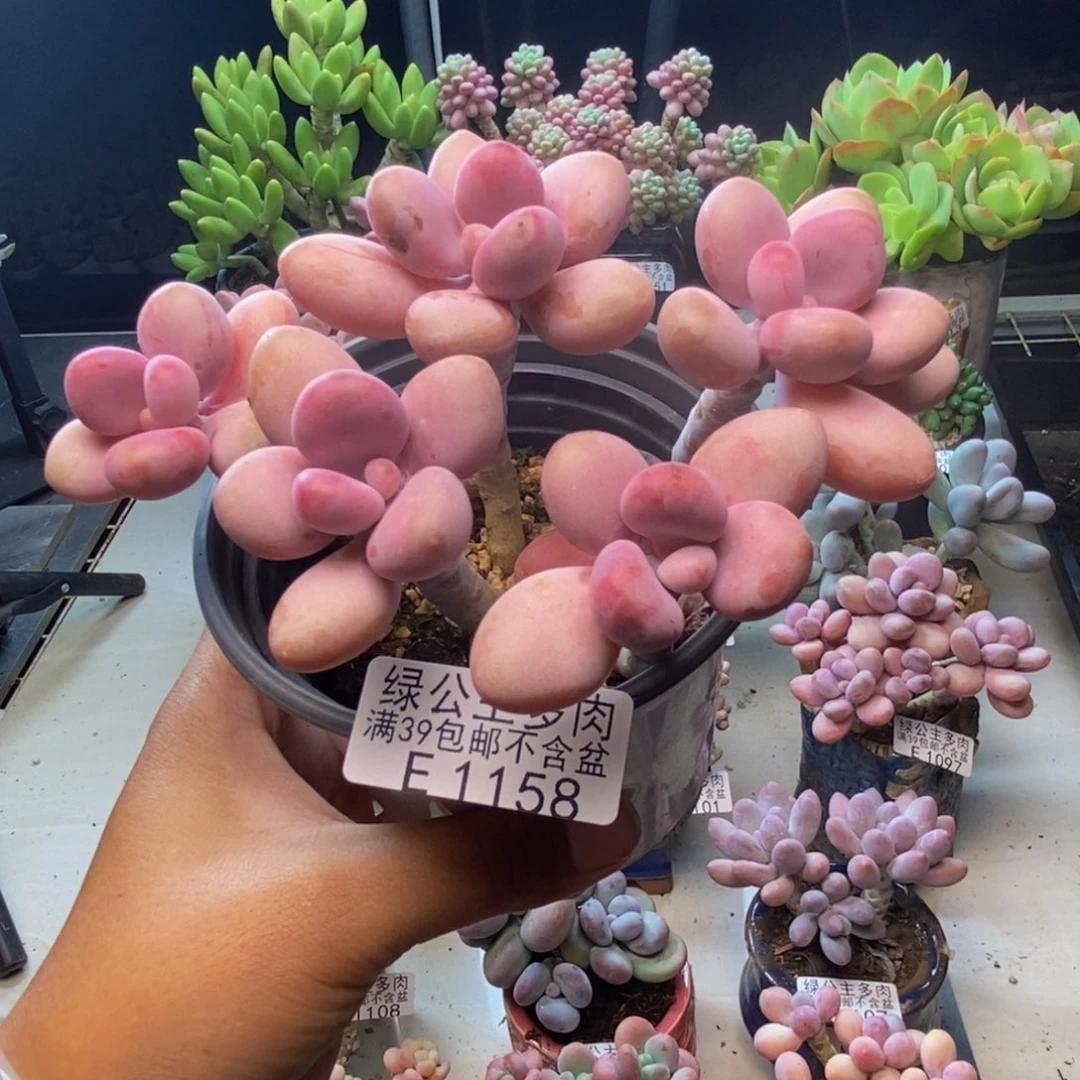 158糖果桃蛋多肉9c m